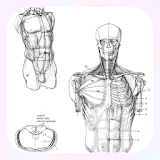 Drawing Human Body Tutorial icon