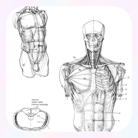 Рисование человеческого тела | Рисунок Учебники