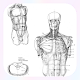 人体の描画チュートリアル Windowsでダウンロード