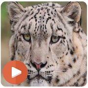 Top 19 Education Apps Like Wildlife Documentary - Best Alternatives