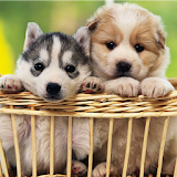 Cute Puppy Wallpapers HD icon