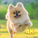 Cute Dog Wallpaper - Androidアプリ