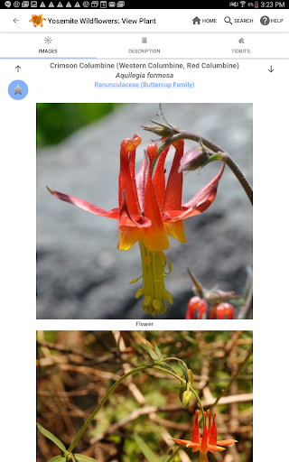 Screenshot of Yosemite Wildflowers