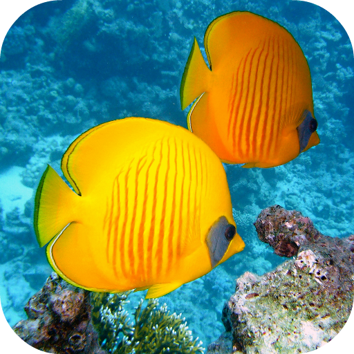Fish Wallpapers logo