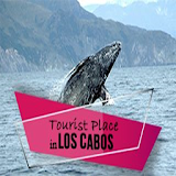Cabo Tourist App | Brady Bunte icon