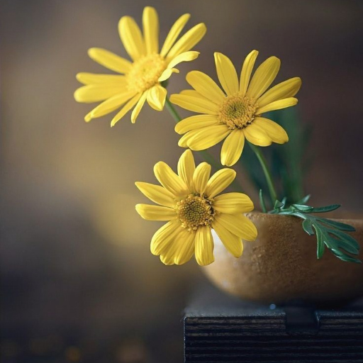 Yellow Flower Wallpapers HD logo