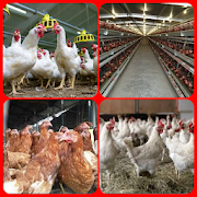 ways of Livestock Laying hens and broilers