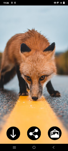 Android application Fox Wallpapers screenshort