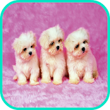 Puppy Dog Wallpaper icon