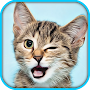 Cat Pet Simulator Online Sim