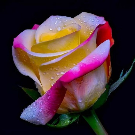 Android application Beautiful roses screenshort