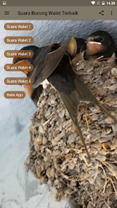 Burung Walet Pikatan 1.2 APK + Mod (Unlimited money) untuk android