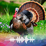 Cover Image of Download Turkey sounds Ringtones  APK