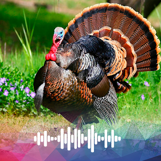 Turkey sounds Ringtones