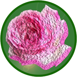 Icon image The Name of the Rose Quiz