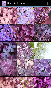 Lilac Wallpapers Unknown