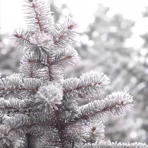 winter forest wallpaper logo
