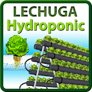 Hydroponic Pyramid  Lechuga