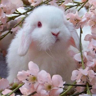 Android application Little Bunnies screenshort