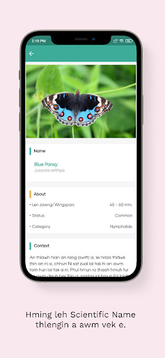 Butterflies of Mizoram Screen 3