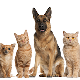 Dogs And Cats Wallpapers icon