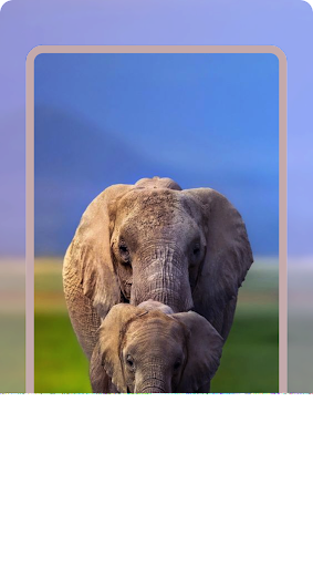 Elephants Wallpaper HD