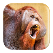 Top 15 Music & Audio Apps Like Orangutan Sounds - Best Alternatives