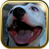 Pitbull Dog Puzzle Games icon
