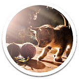 Hd Images Kitty Play LWP icon