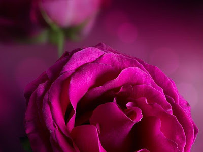 [10000印刷√] 待ち受け ピンク 薔薇 壁紙 スマホ 132655