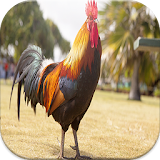 rooster sounds ringtones free icon