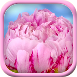 Pink flower blossom live theme icon