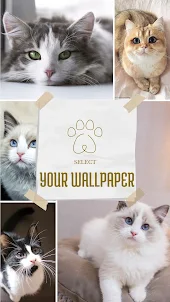 Wallpaper Kucing Imut