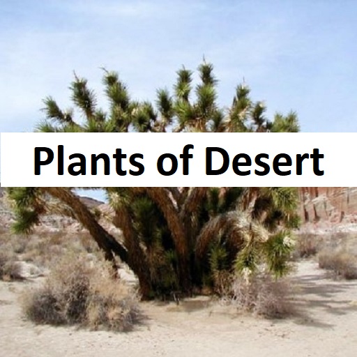 Plants of the desert