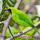 Kicau-Kicau Cucak Ijo Banyuwangi icon