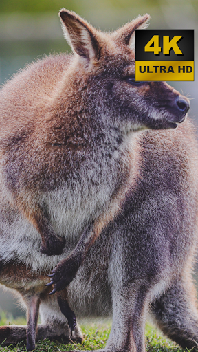 Kangaroo Wallpapers - 4K and UHD
