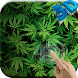 Marijuana 3D Live Wallpaper HD icon