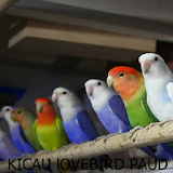 Kicau-Kicau Lovebird Paud icon