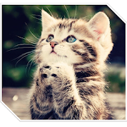 +2000 Animal Wallpapers