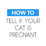 How To Tell your Cat Pregnant icon