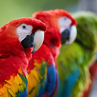 Macaw Sounds