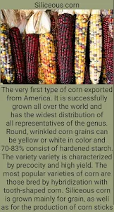 Varieties of corn