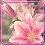 Cover Image of Descargar Lilies Pink and White  APK