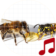 Bees and Wasps sounds ~ Sboard.pro