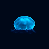 JellyFish(Free) icon