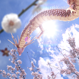 Sakura Dragon Sun icon