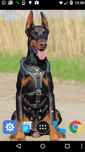 doberman dog wallpaper Screen 2