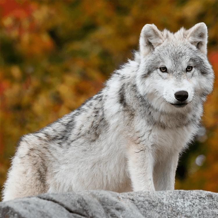 Wolf Jigsaw Puzzle Games - 1.0.8 - (Android)