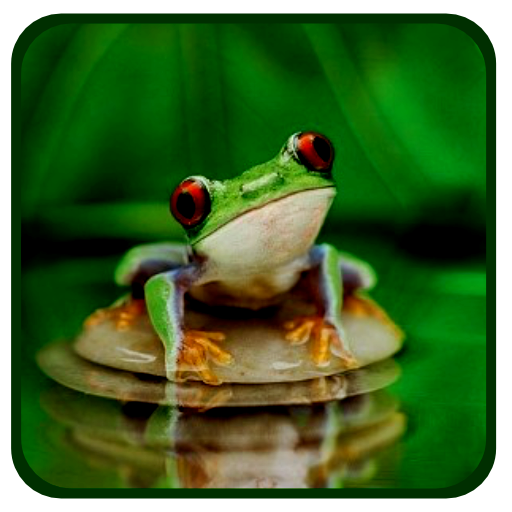 Frog Wallpaper HD 4K Cute Download on Windows