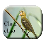 Chanchão de Pássaros icon